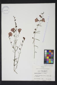 Agalinis purpurea image