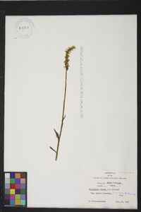 Spiranthes cernua image