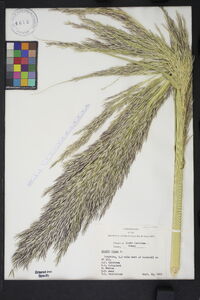 Arundo donax image