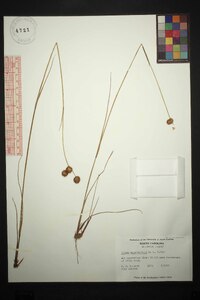 Juncus megacephalus image