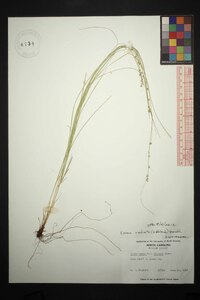 Carex radiata image