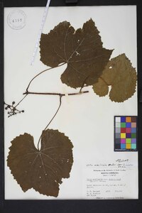 Vitis aestivalis var. bicolor image