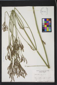 Verbena brasiliensis image