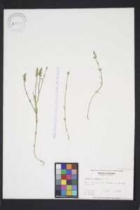 Polygala hookeri image