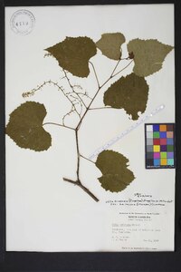 Vitis cinerea var. baileyana image