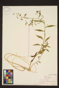 Campanula divaricata image