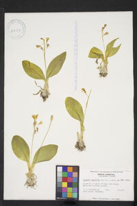 Liparis liliifolia image