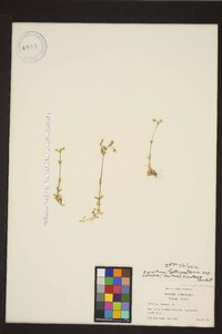 Cerastium fontanum subsp. vulgare image