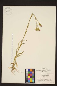 Dianthus armeria subsp. armeria image