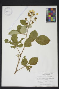 Rubus bifrons image