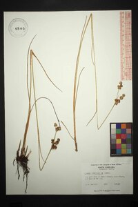 Juncus brachycarpus image