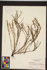 Hudsonia ericoides image