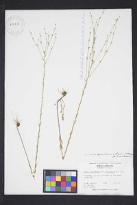 Linum floridanum image