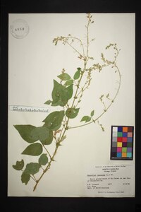 Desmodium canescens image