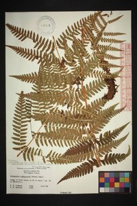 Dryopteris australis image