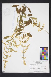 Ligustrum quihoui image