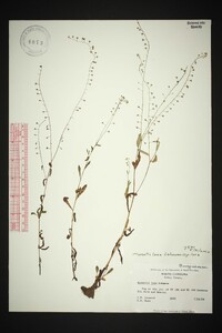 Myosotis laxa subsp. laxa image