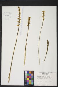 Spiranthes cernua image