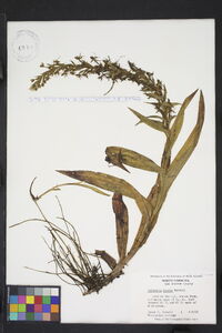 Habenaria repens image