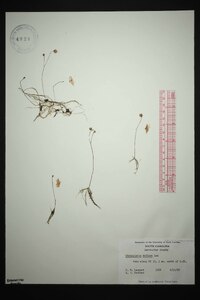 Utricularia gibba image