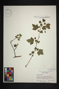 Ribes cynosbati image