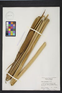 Typha domingensis image