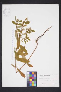 Hypericum walteri image