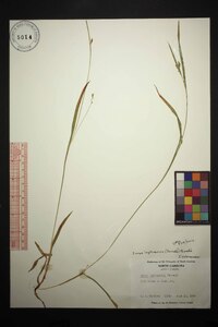 Carex leptonervia image