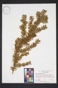 Taxus canadensis image