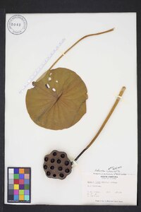 Nelumbo lutea image