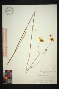 Coreopsis falcata image