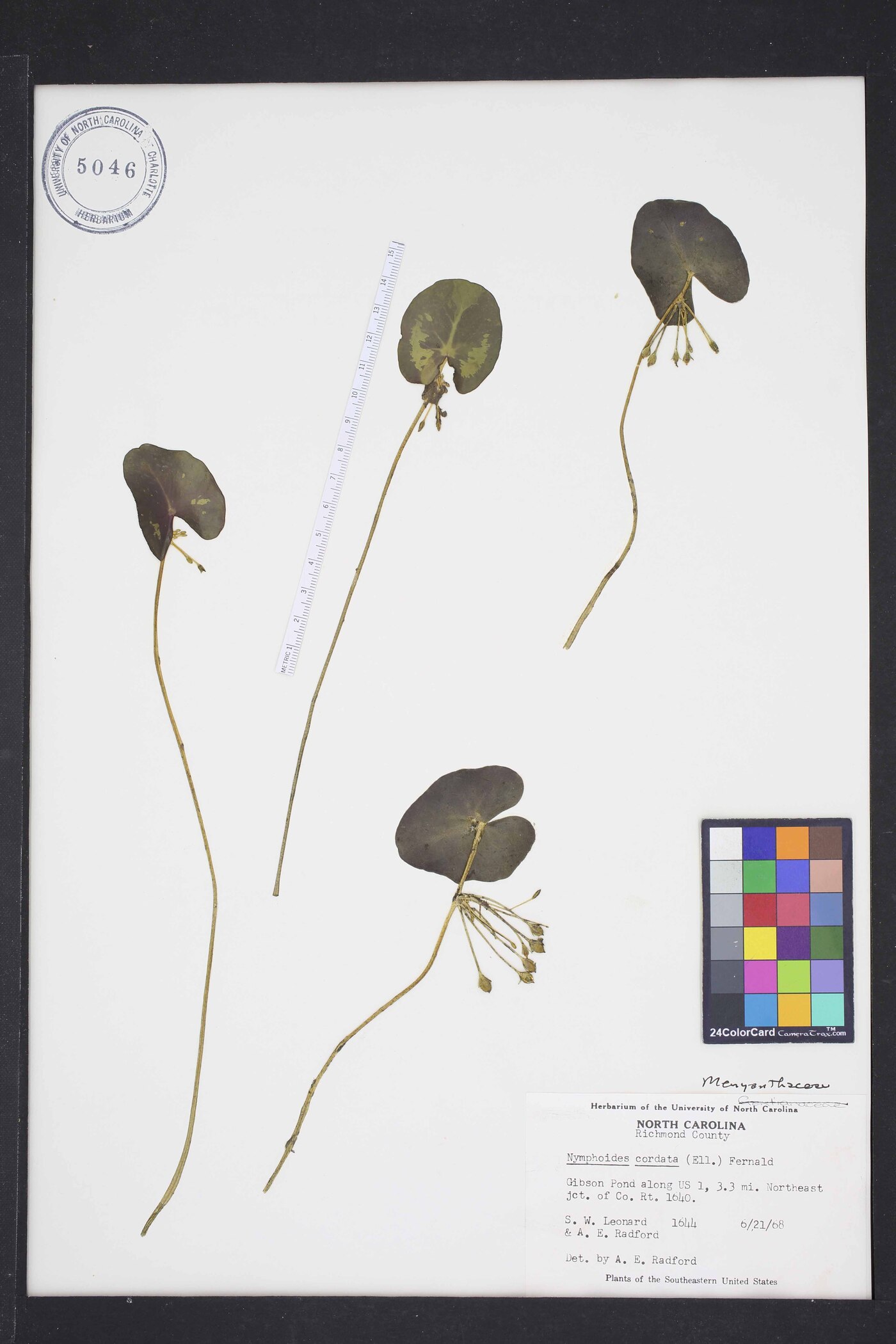 Nymphoides cordata image