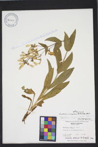 Penstemon canescens image