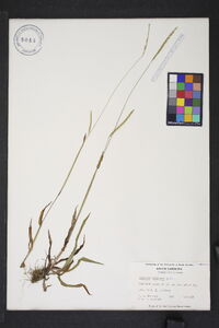 Paspalum setaceum var. ciliatifolium image