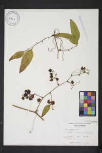 Smilax smallii image