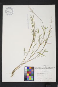 Panicum lancearium image