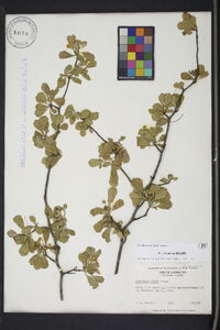 Crataegus flava image