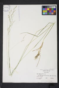 Poa saltuensis image