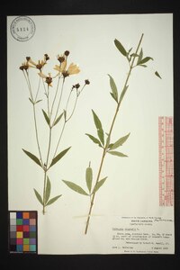 Coreopsis tripteris image