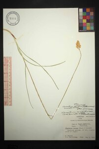 Stenanthium densum image