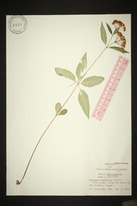 Asclepias quadrifolia image