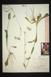 Erigeron pulchellus image