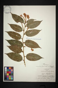 Leucothoe fontanesiana image