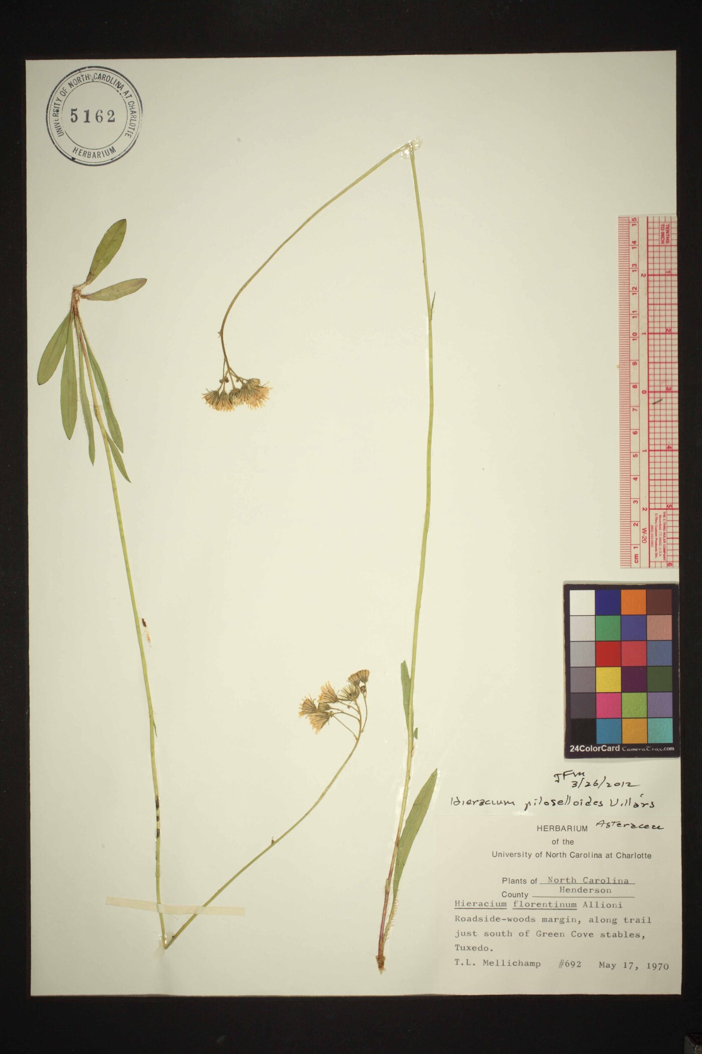 Pilosella piloselloides image