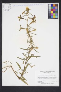 Ludwigia bonariensis image