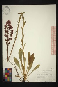 Trilisa paniculata image