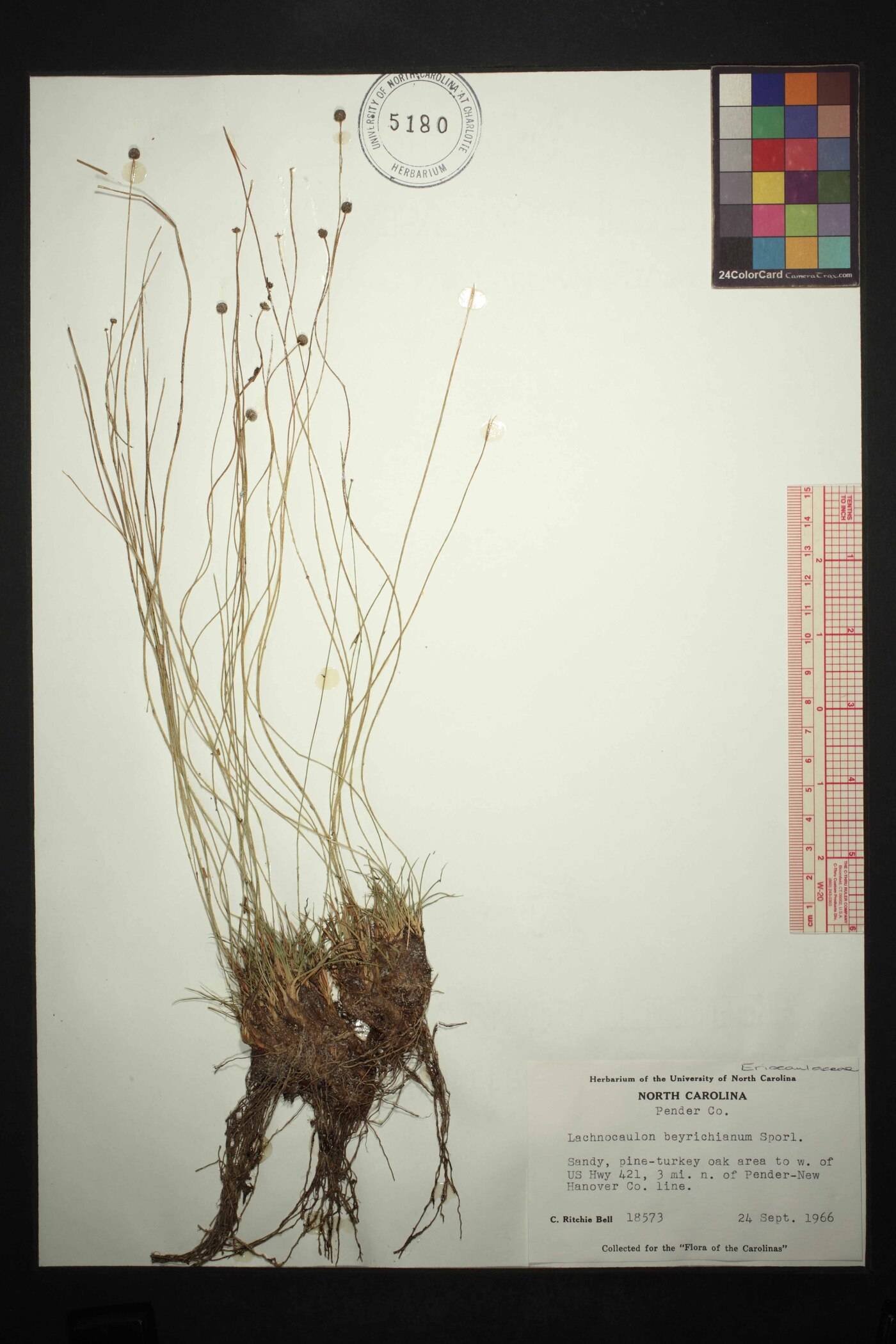 Lachnocaulon beyrichianum image
