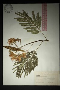 Albizia julibrissin image