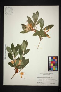 Rhododendron arborescens image