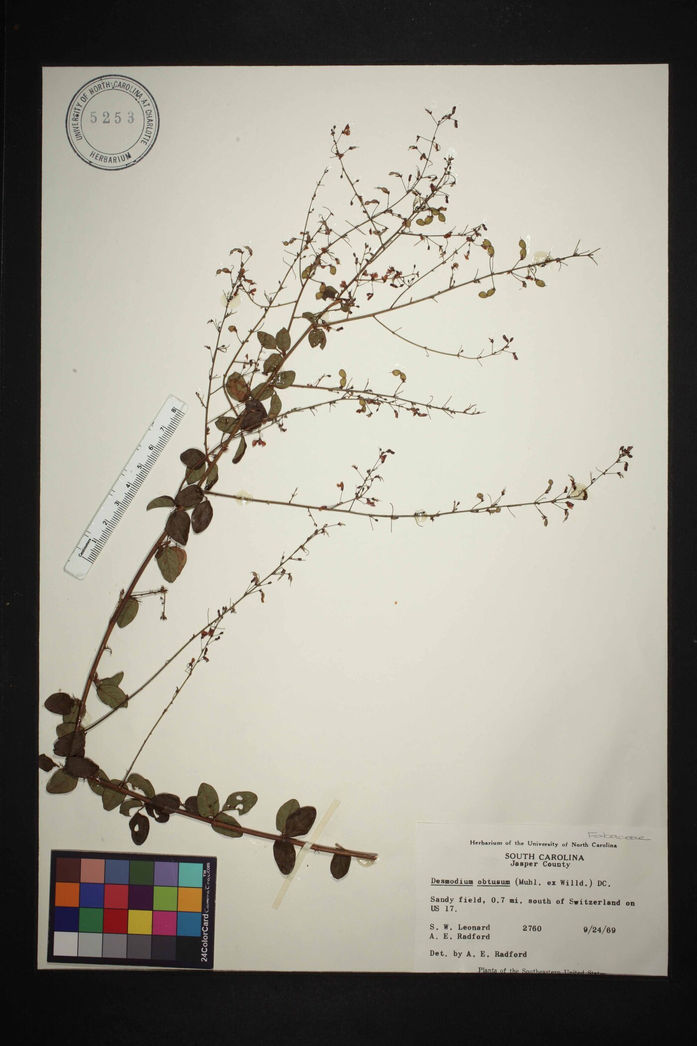 Desmodium obtusum image